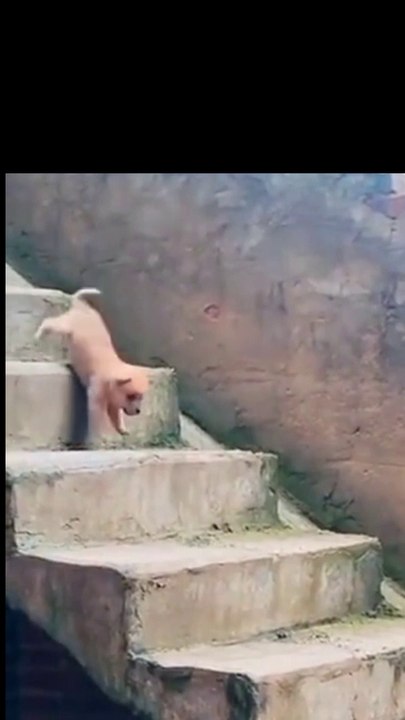 Maza na aya peasy wapis.lazmi dekhna