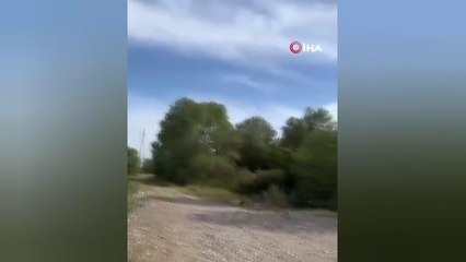 Bakımı yapılan arı şahini, doğal ortamına salındı