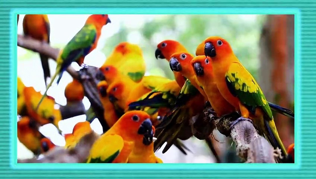 A Parrot for Every Color! Parrots and Jelly Beans video Dailymotion