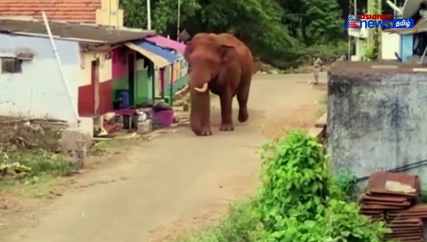 Watch : கால்நடைகளுடன் வாக்கிங் வந்த பாகுபலி யானை! மேலும் 3 காட்டு யானைகள் சுற்றி திரிவதால் பீதியில் மக்கள்!