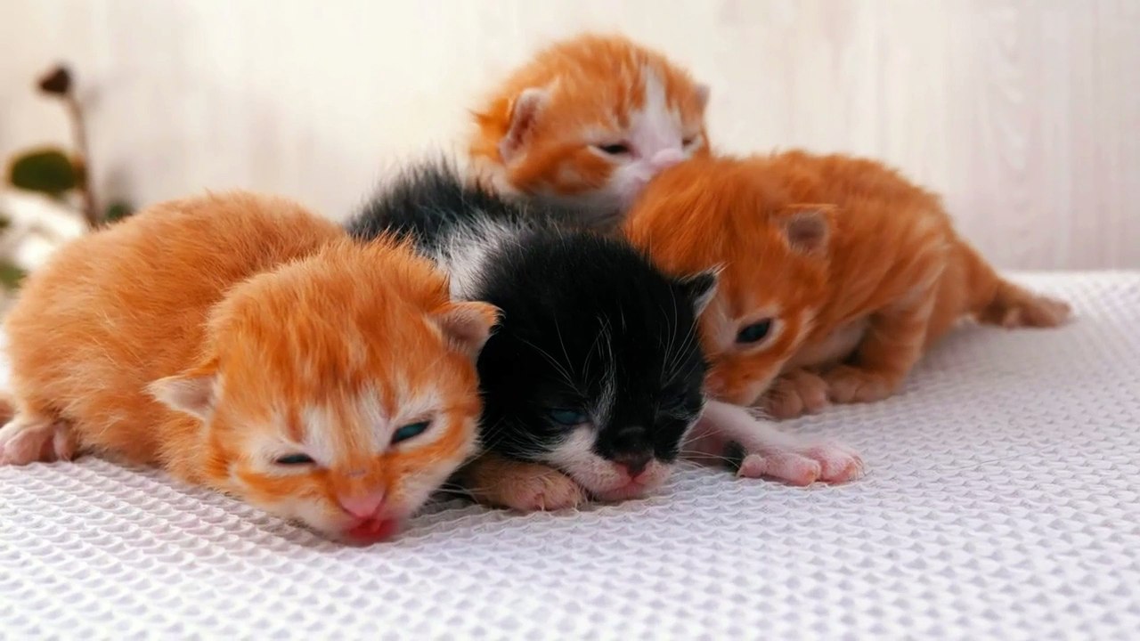 Best Funny Animal Videos Of The 2023  - Funniest Cats And Dogs Videos 
