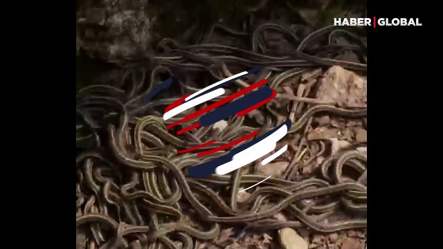 Dünyanın en büyük yılan yuvası!