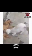 Dhood penay sy mana krti hai sali