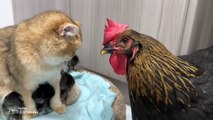 The hen was surprised!Kittens know how to take care of chicks better than hens.Cute andinteresting