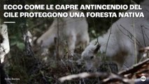 Ecco come le capre antincendio del Cile proteggono una foresta nativa