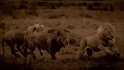 Last Battle of legendary Duba Boy in Clash of Prides ✹ LION FIGHT