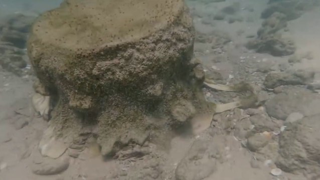 Rare 1,800-year-old marble artefacts discovered in shipwreck off Israel