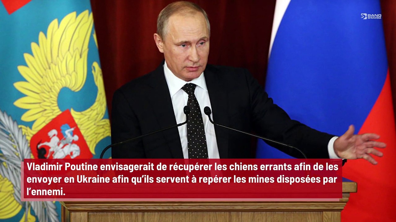 Vladimir Poutine envisage de mobiliser les chiens errants en Ukraine !
