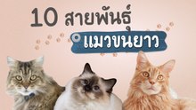 10 สายพันธุ์แมวขนยาว ตัวฟู นุ่มนิ่มน่ากอด