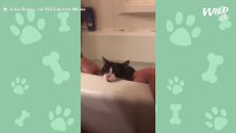 Cat Yells 'No' At Owner Trying To Bathe Him | Wild-ish TV