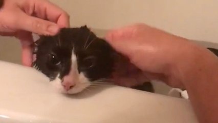 Cat Yells 'No' At Owner Trying To Bathe Him | Wild-ish TV