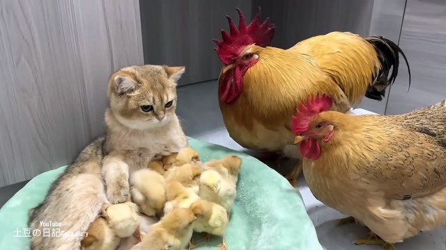 The rooster and the hen were stunned on the spot! The gentle kitten takes good care of the chicks