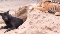 Troll Prank: Funny Fake Lion, Fake Tiger, and Huge Box Pranks on Dogs!