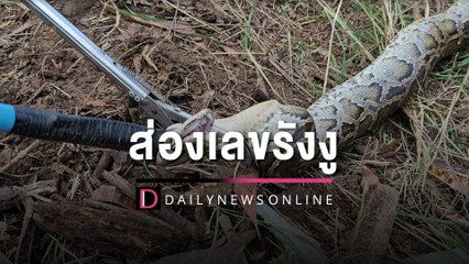ส่องเลขรังงู! ปรับหน้าดินถึงกับผงะงูเหลือมกกไข่ 12 ฟอง เชื่อ งูเจ้าที่ | HOTSHOT เดลินิวส์ 18/05/66