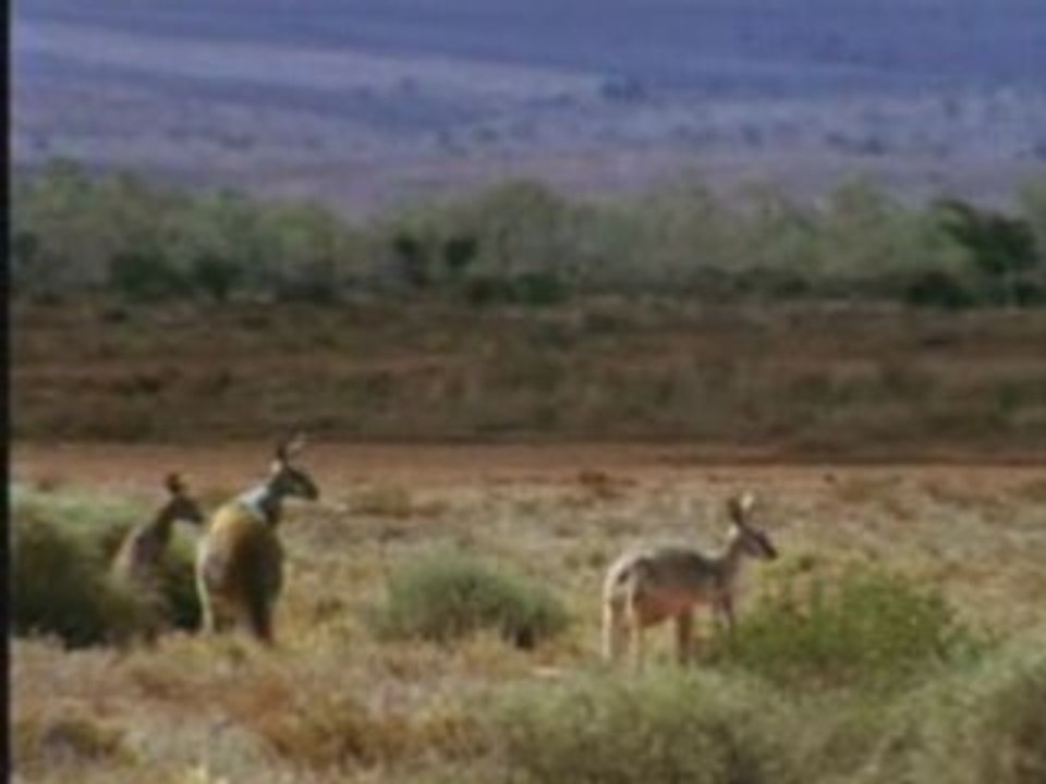 Dingo vs. Kangaroo National Geographic.flv video Dailymotion