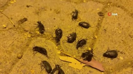 Ceylanpınar'da böcek istilası