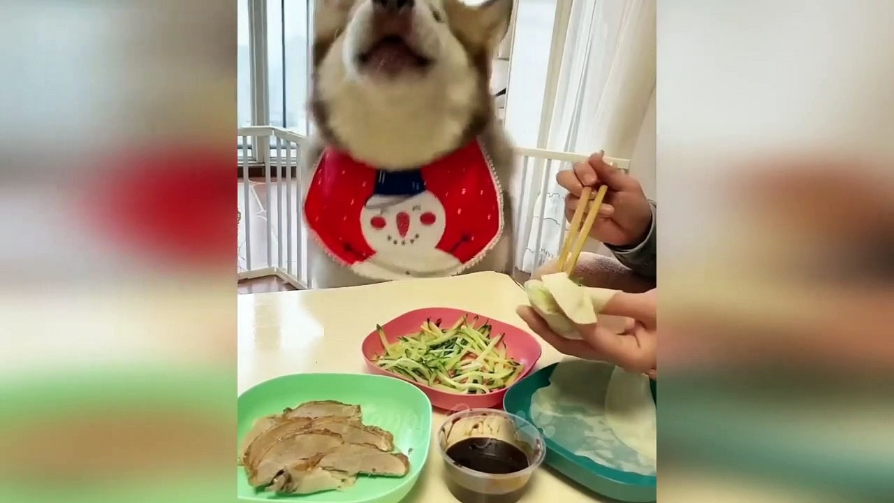 Funny animals - Funny cats _ dogs - Funny animal videos 286