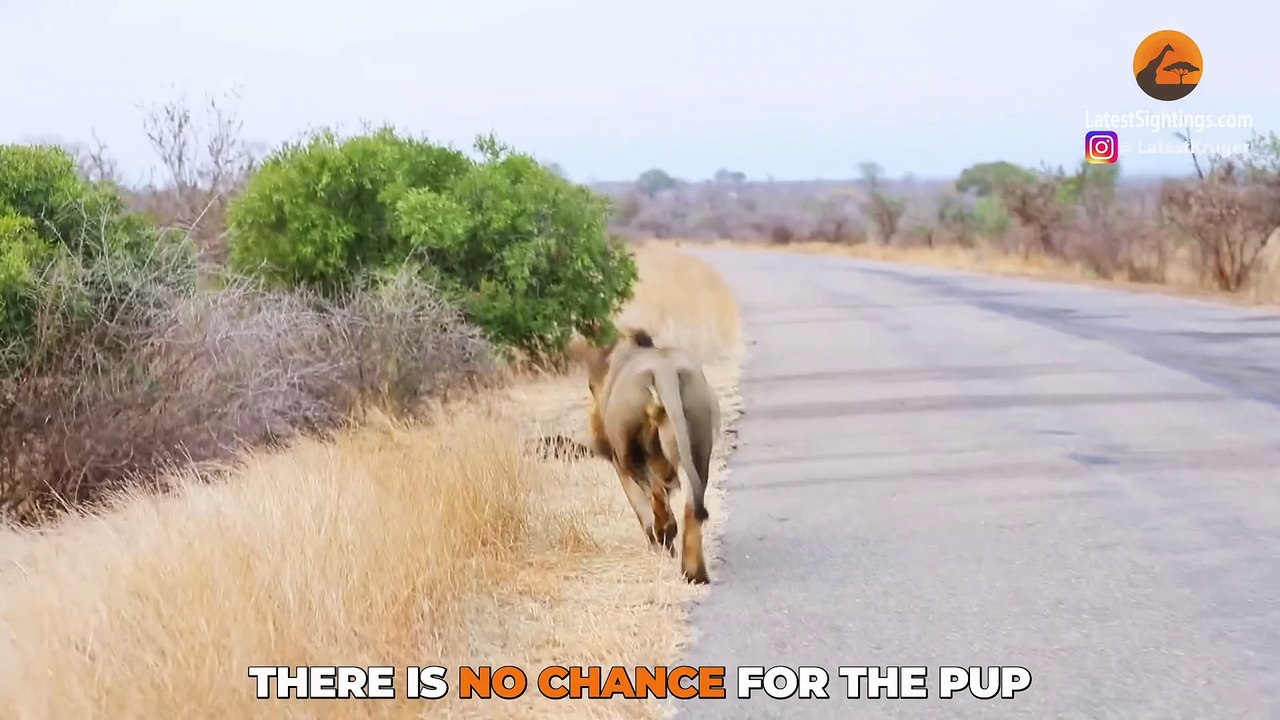 Male Lion Finds a Tiny Abandoned Hyena on Road
