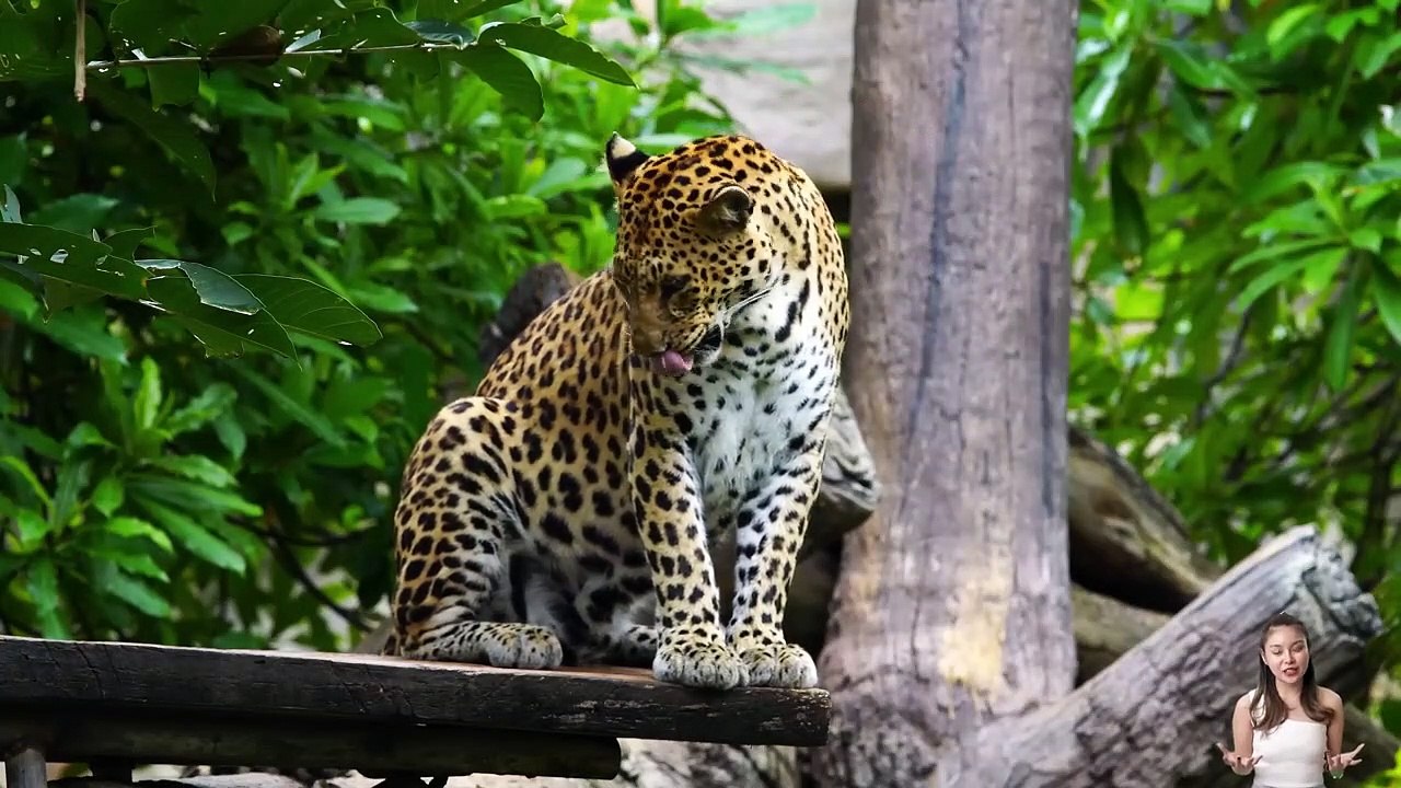 Funny Animal Sounds In Wildlife_ Buffalo, Panda, Giraffe, Cow, Goat, Dog,... _ Animal Moments