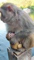 Little Monkey Drinking Milk | Monkey Funny Moments | Animals Funny Moments | Cute Pets #animals #pet