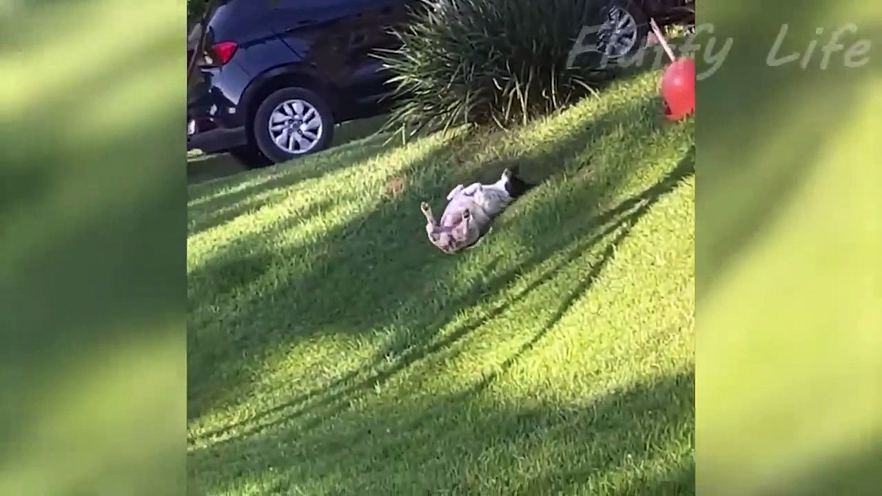 Funniest Animal Videos 2023 - Funniest Cats and Crazy Dogs Videos!