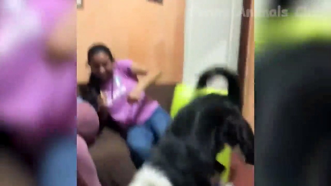 Funny Cats and Dogs Videos  - Funniest Animal Videos 2023!  #6