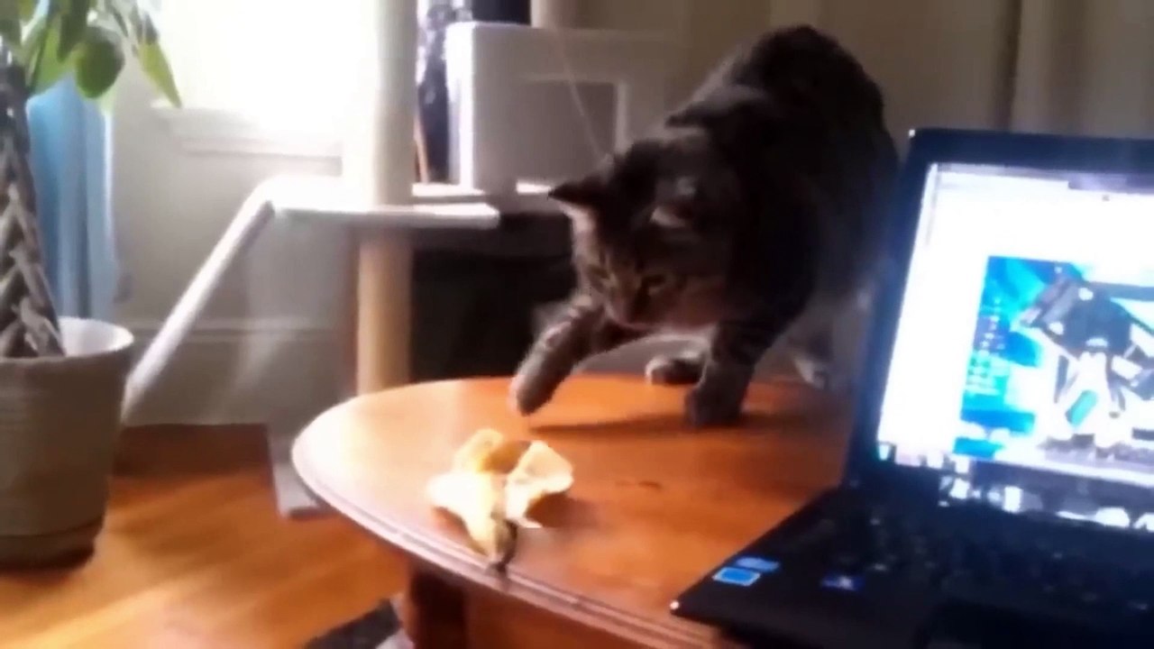 Funniest Animals Video - Best Cats  and Dogs Videos