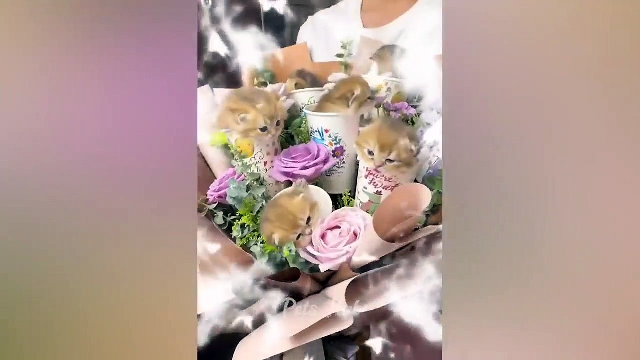 Funniest Dogs and Cats  Funny Animals 2023  Part 15