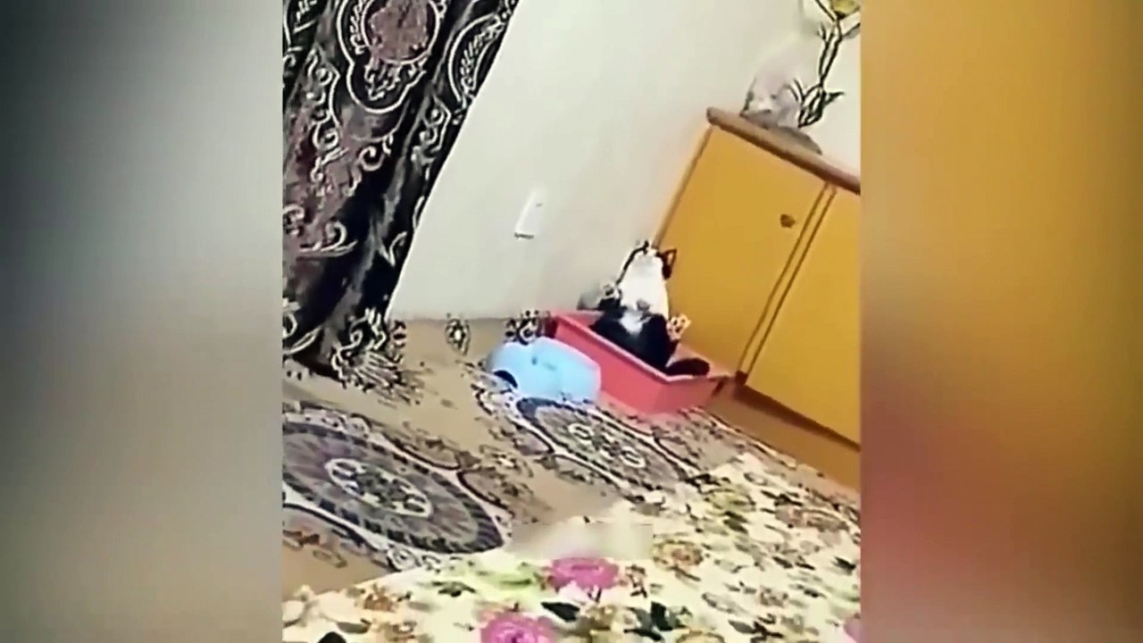 Funniest Animals Video - Best Cats  and Dogs Videos