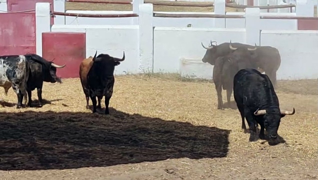 Toros de Algarra en El Batán