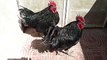 Beautiful black colored chickens کالے کلر کے خوبصورت مرغے