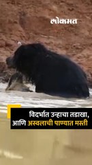 ताडोबा अभयारण्यात अस्वल कसा पाण्यात मस्ती करतोय बघाच