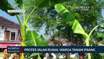 Warga Desa Mulyoharjo Protes Jalan Rusak dengan Menanam Pohon Pisang di Tengah Jalan