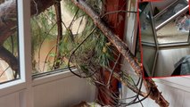 Maltepe'de devrilen ağacın dalları bir dairenin balkonundan içeri girdi
