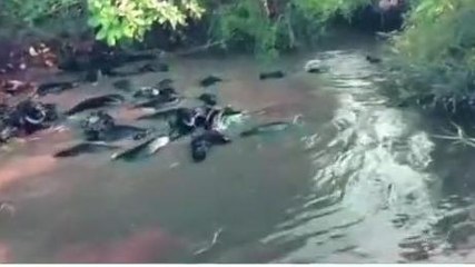 పెద్దపల్లి: ప్రమాదవశాత్తు బావిలో పడిన 20 బర్రెలు.. కాపాడిన పోలీసులు..!