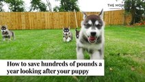 How To Save Money On Looking After Your Puppy I The Money Edit