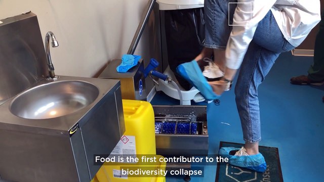 Just like eating frogs’ legs? Inside the European companies that want to convince us to eat insects