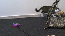 Cat Shakes His Butt and Attacks the Toy