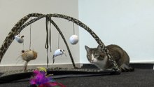 Cat Stalks the Toy, Shakes His Butt and Attacks