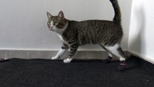 Puss in Boots, a Funny Cat Learns How to Wear Shoes (1)