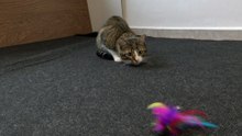 The Cat Stalks the Toy