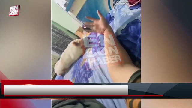 Sahibinin sevgi isteğini karşılıksız bırakmayan sevimli köpek
