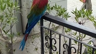 parrot  shorts . video