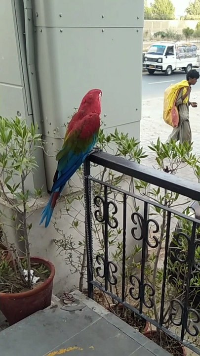 parrot  shorts . video