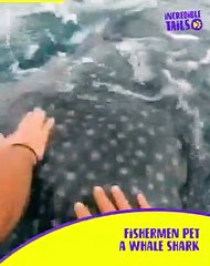 Fisherman pets WILD Whale shark in incredible encounter!