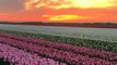 A serene sunset walk through a blooming Tulip field *Golden Hour Bliss*