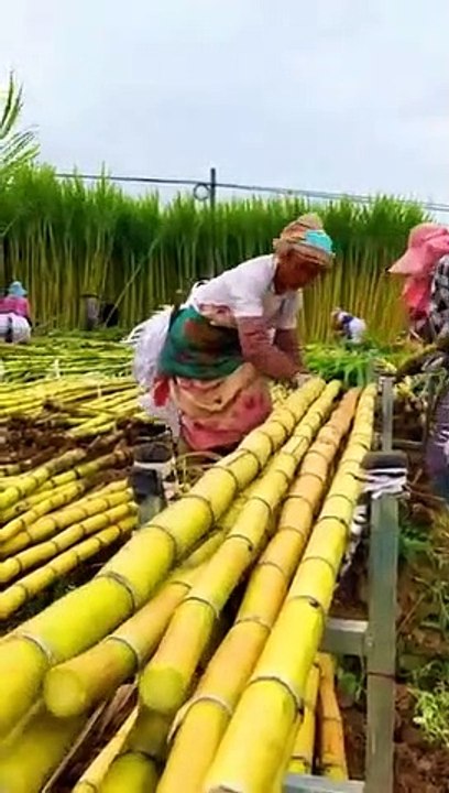 Peaceful_harvest_on_sugarcane_farm_#3853(360p)