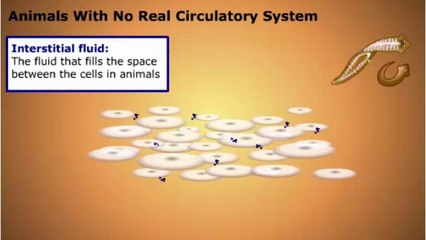 Circulation in Invertebrates