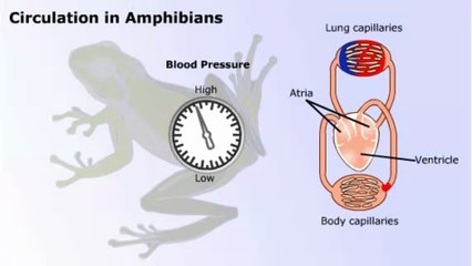circulation in vertebrates