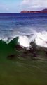 Anche i delfini fanno surf: le immagini straordinarie in un video